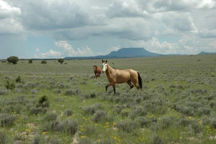 Land in Catron County, New Mexico