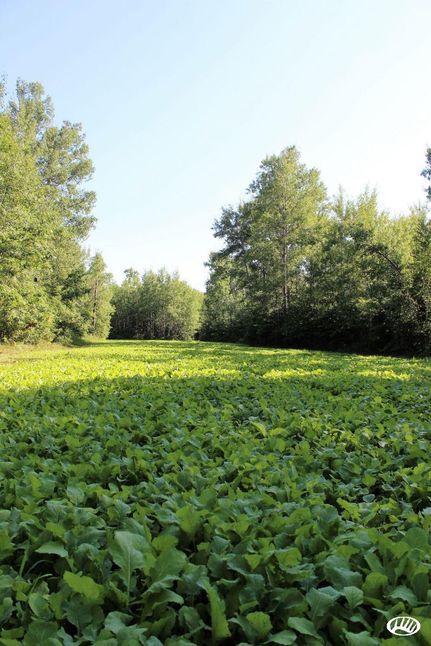 Land in Pine County, Minnesota
