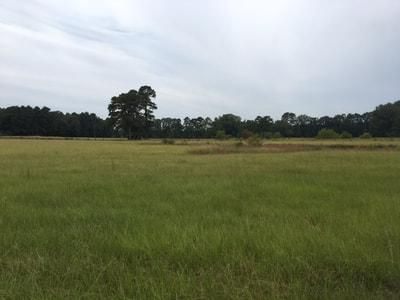 Undeveloped Land in LaSalle Parish, Louisiana
