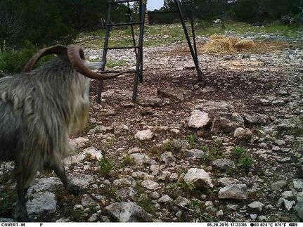 Farm and Ranch in Edwards County, Texas
