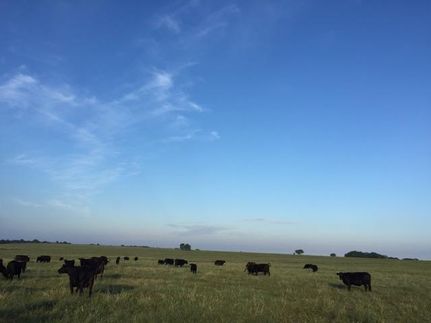 Timberland Property in Murray County, Oklahoma