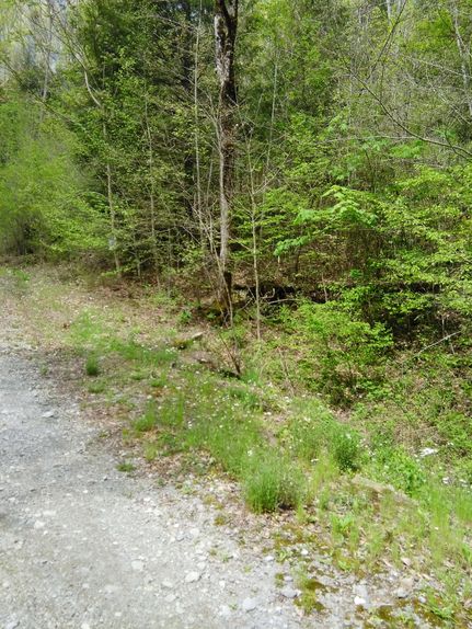 Timberland Property in Fentress County, Tennessee