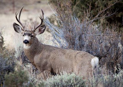 Hunting Property in Cochran County, Texas