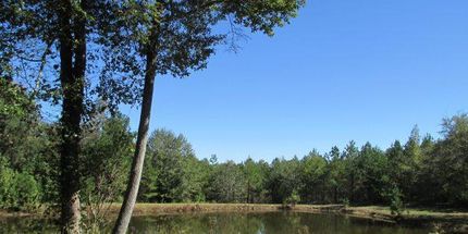 Timberland Property in Lee County, Alabama