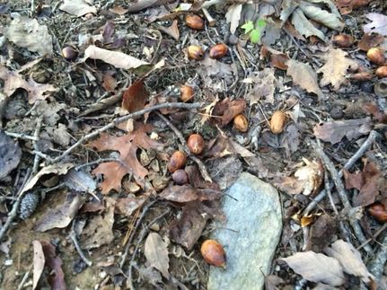 Timberland Property in Polk County, Georgia