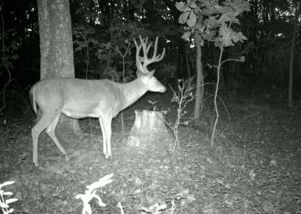 Timberland Property in Jefferson County, Illinois