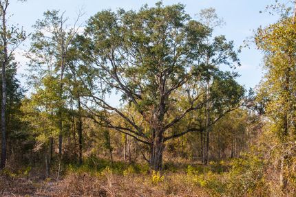 Timberland Property in Jefferson County, Florida