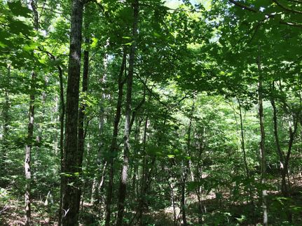 Land in Lewis County, Tennessee