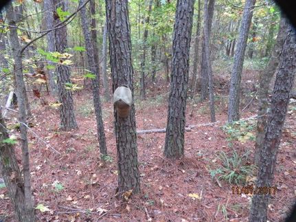 Timberland Property in Chilton County, Alabama