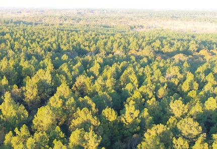 Timberland Property in Wayne County, Mississippi