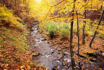 Undeveloped Land in Patrick County, Virginia