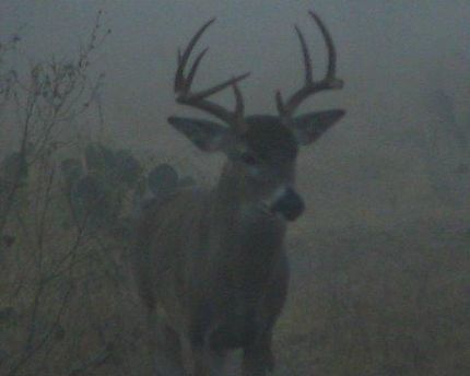 Land in Starr County, Texas