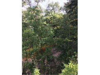 Timberland Property in Hancock County, Mississippi