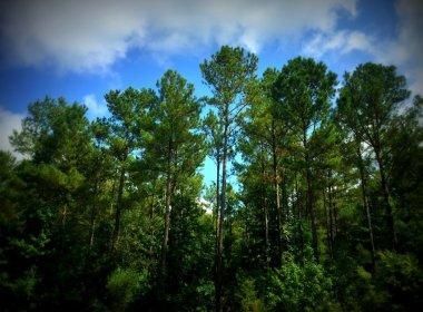 Farm and Ranch in Richland County, South Carolina