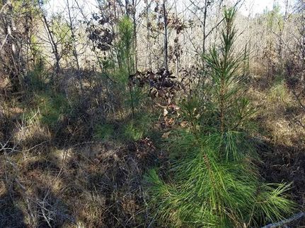 Timberland Property in Hempstead County, Arkansas