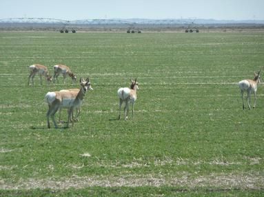 Undeveloped Land in Lake County, Oregon