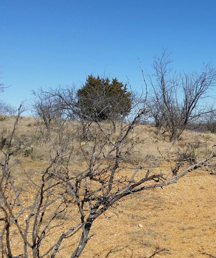 Land in Eastland County, Texas