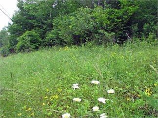 Timberland Property in Sullivan County, New York