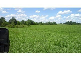 Timberland Property in Green County, Kentucky