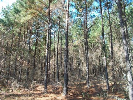 Recreational Property in Trinity County, Texas