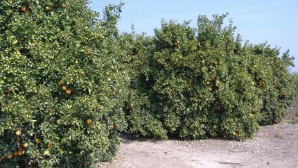 Timberland Property in Tulare County, California