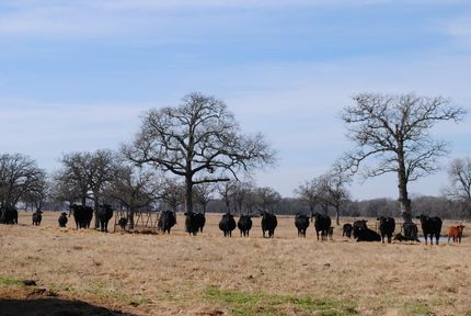 Recreational Property in Milam County, Texas