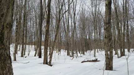 Hunting Property in Oswego County, New York