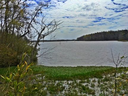 Land in Wilcox County, Alabama