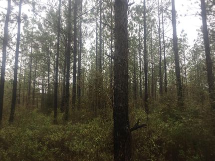 Farm and Ranch in Covington County, Alabama