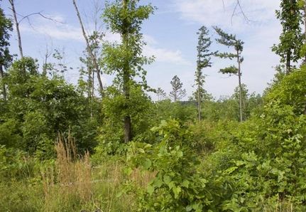Undeveloped Land in Shannon County, Missouri