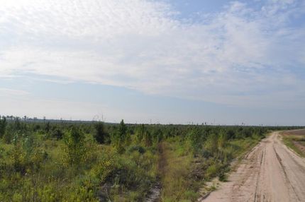Timberland Property in Trinity County, Texas