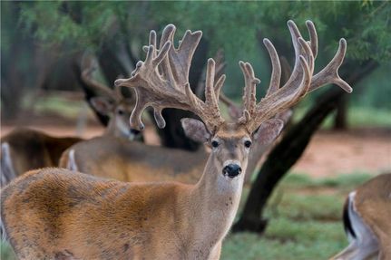Undeveloped Land in Fisher County, Texas