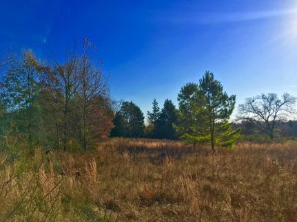 Undeveloped Land in Camp County, Texas