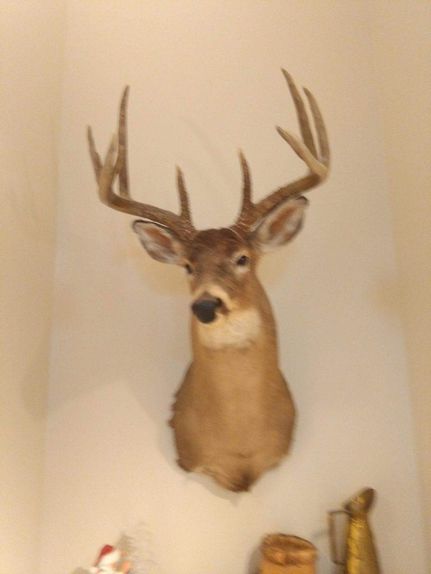 Timberland Property in Christian County, Illinois