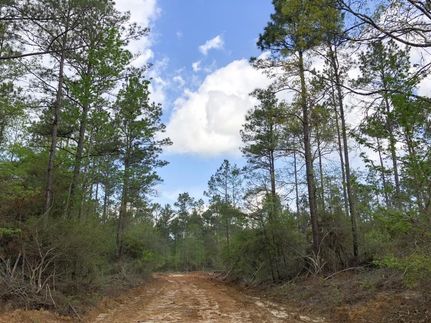 Timberland Property in Polk County, Texas