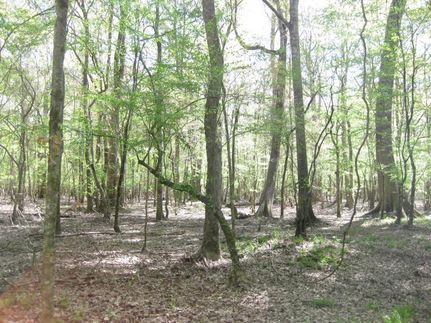 Hunting Property in Barbour County, Alabama