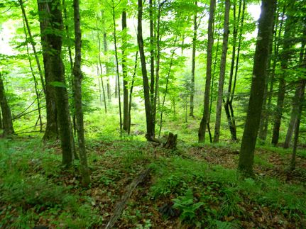 Timberland Property in Vilas County, Wisconsin