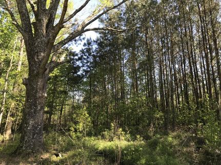 Land in Lee County, South Carolina