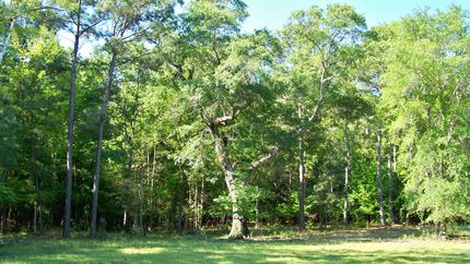 Hunting Property in Anderson County, Texas