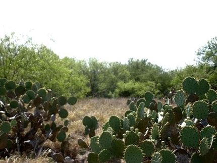 Undeveloped Land in Duval County, Texas
