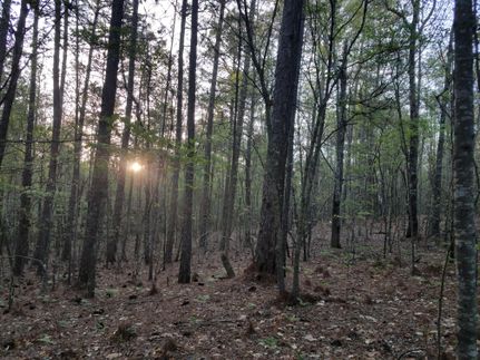 Timberland Property in Clay County, Alabama