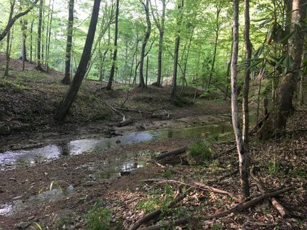 Timberland Property in Jefferson County, Mississippi