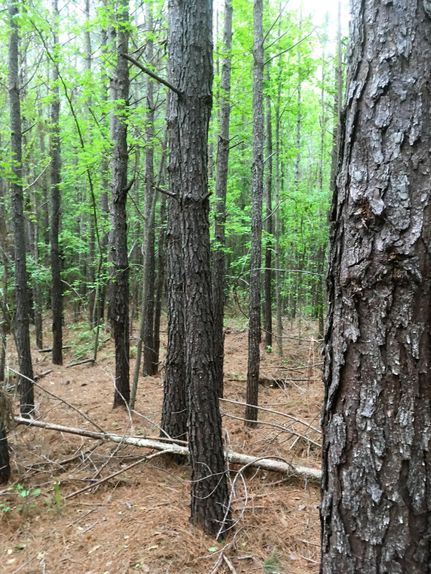 Timberland Property in Greene County, Georgia