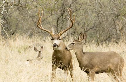 Undeveloped Land in San Bernardino County, California