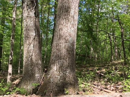 Timberland Property in Clermont County, Ohio