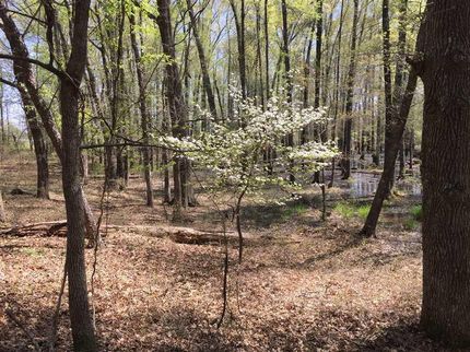 Undeveloped Land in Cleburne County, Arkansas