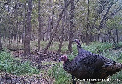 Timberland Property in Caldwell County, Texas