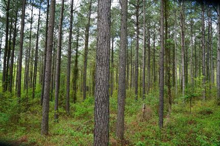 Timberland Property in Cullman County, Alabama