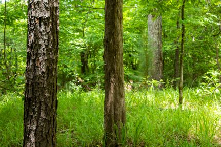 Undeveloped Land in Houston County, Texas