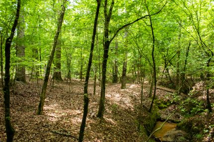 Undeveloped Land in Houston County, Texas